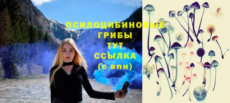 Галлюциногенные грибы Psilocybe  Зуевка 